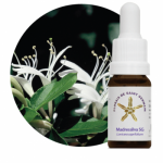 Madressilva SG (Lonicera caprifolium)