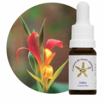 Indica (Canna indica)