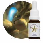 Cocos (Cocos nucifera)