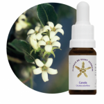 Canela (Ocotea odorifera)