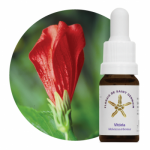 Vitória (Malviscus arboreus)