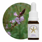 Verbena (Verbena officinalis)