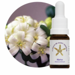 Myrtus (Myrtus communi)