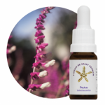 Pectus (Salvia leucantha)