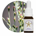 Panicum (Panicum maximum)