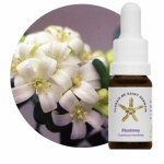 Monterey (Cupressus monterey)