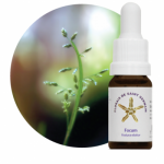 Focum (Festuca elatior)