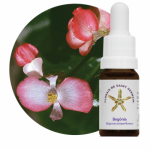 Begônia (Begonia semperflorens)