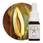 Unitatum (Rhafhadophara decursiva)