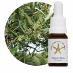 Oliva de Fátima ( Olea europea l.)