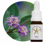 Melissa (Lippia alba)