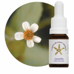 Leucantha (Bidens leucantha)