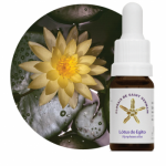 Lótus do Egito (Nynphaea alba)