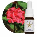 Gerânio (Pelargonium hortorum)