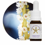 Chapéu de Sol (Terminalia cappata)