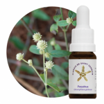 Perpétua (Ghomphrena globosa)