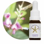 Carrapichão (Desmondium sp)