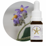 Erianthum (Solanum erianthum)