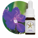 Lisiandra (Lisiandra fontanesiana)