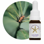 Laurus Nobilis (Laurus nobilis)