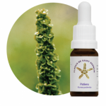 Patiens (Rumex patientia)