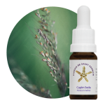 Capim Seda (Panicum melinis)