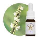 Boa Sorte (Cordia verbenacea)